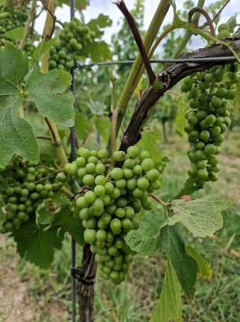 Green grape