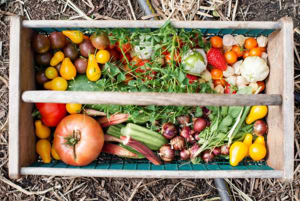 Box with home-grown vegetables