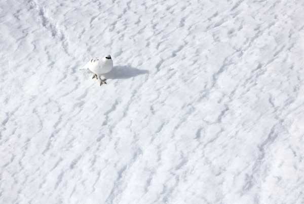 Snow grouse