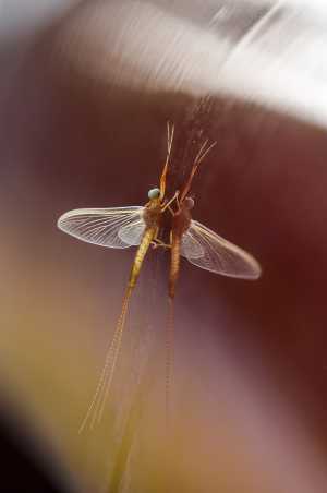 Fly