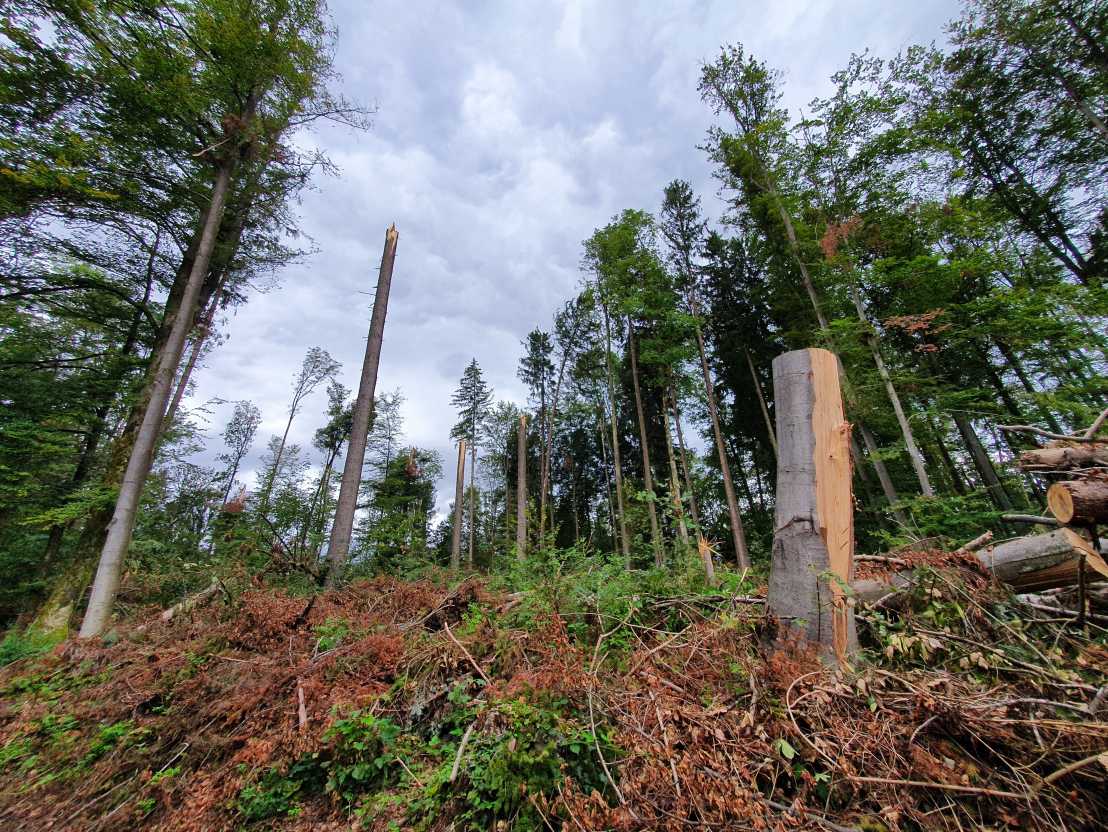 Wald mit abgebrochenen, abgeschnittenen Bäumen