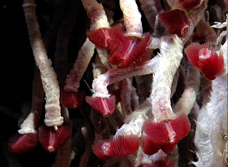 Enlarged view: Various types of tube worms