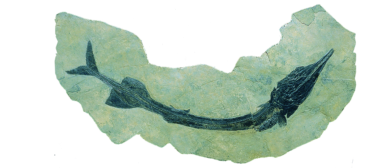 Saurichthys-Fossil