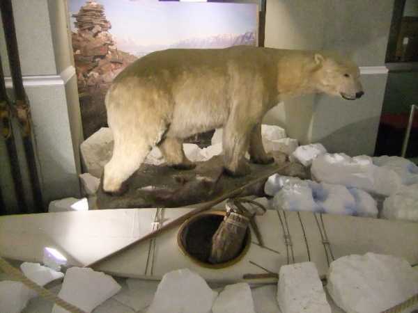 Vergrösserte Ansicht: Eisbär in der Ausstellung