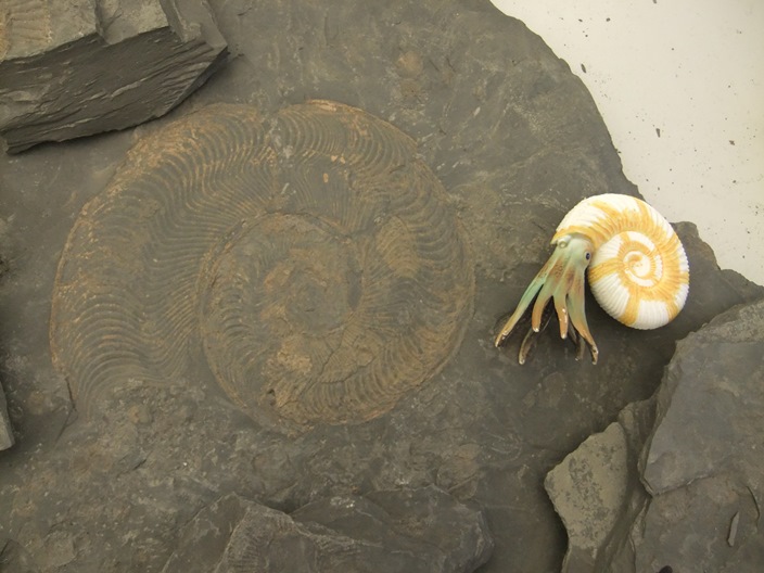 Ammonit im Gestein mit Beispiel